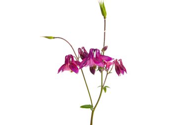 Aquilegia beyaz arkaplanda izole edildi