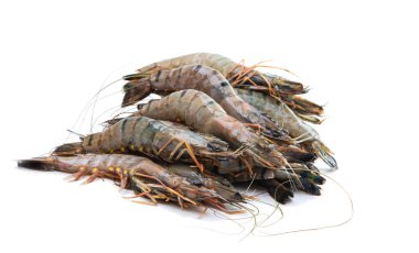 Beyaz arka plan üzerinde izole ham ıstakoz