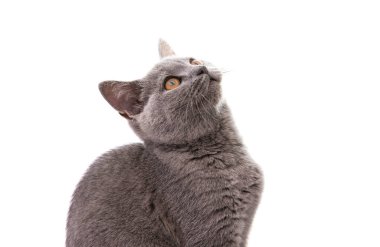 Gri kedi beyaz arkaplanda izole edildi