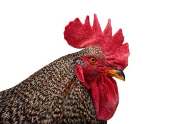 horoz beyaz arkaplanda izole edildi