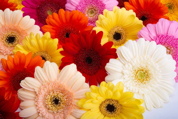 Bakgrund Vackra Flerfärgade Gerbera — Stockfoto