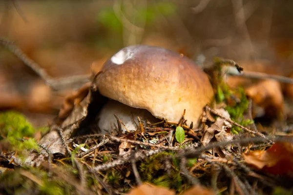 Cogumelos Comestíveis Que Crescem Floresta Outono — Fotografia de Stock