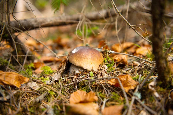 Cogumelos Comestíveis Que Crescem Floresta Outono — Fotografia de Stock