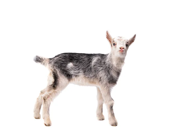 Goatling Isolated White Background —  Fotos de Stock