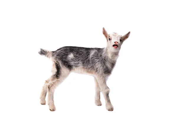 Goatling Isolated White Background — Foto de Stock