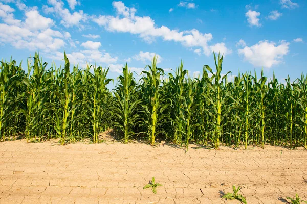 Mező Zöld Kukoricával Egy Napsütéses Napon — Stock Fotó