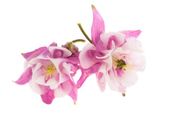 Aquilegia beyaz arkaplanda izole edildi