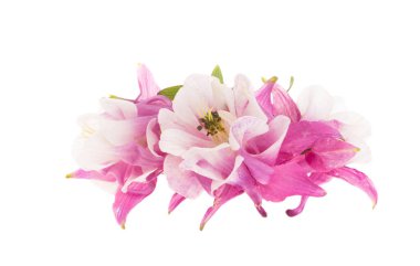 Aquilegia beyaz arkaplanda izole edildi