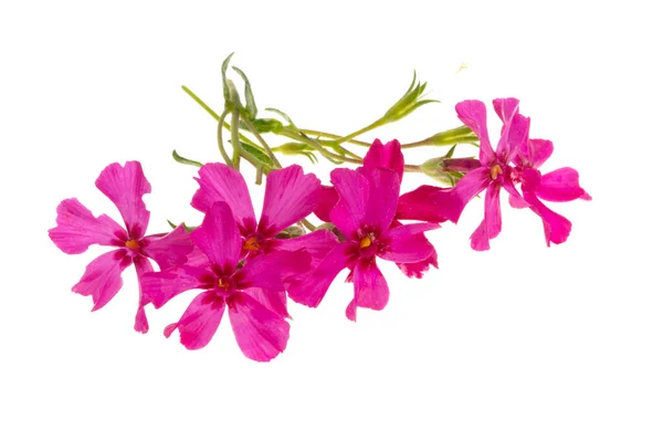 Phlox Subular Aislado Sobre Fondo Blanco —  Fotos de Stock