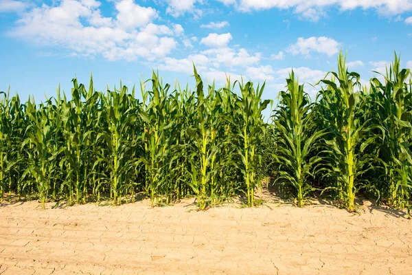 阳光明媚的田里种着绿色的玉米 — 图库照片