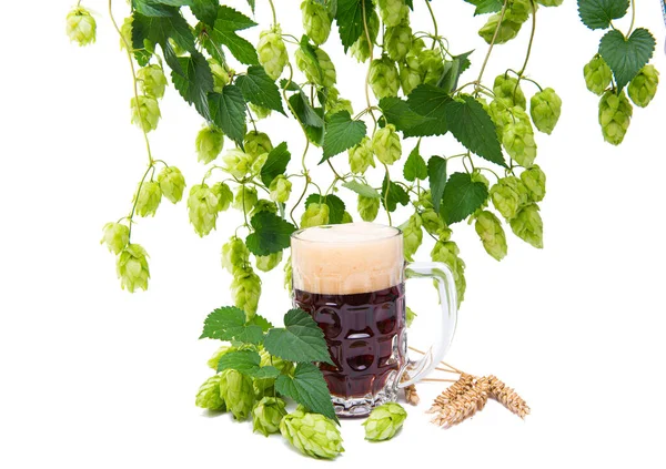 Beer Hop Vines Isolated White Background — Stock Photo, Image