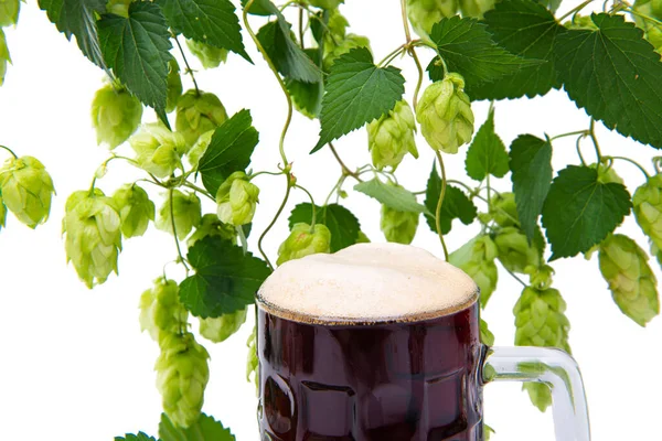 Beer Hop Vines Isolated White Background — Stock Photo, Image