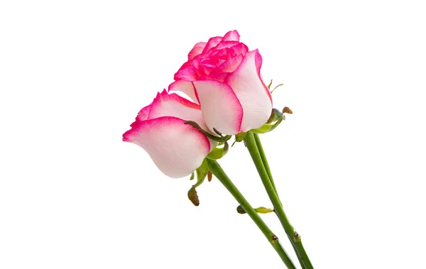 Розовая Роза Изолированы Белом Фоне — стоковое фото