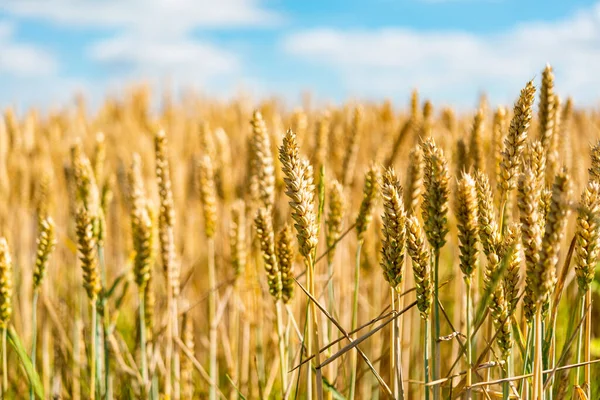 Пшеничное Поле Солнечный День — стоковое фото