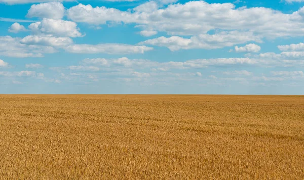 Wheat Field Sunny Day — Stock Photo, Image