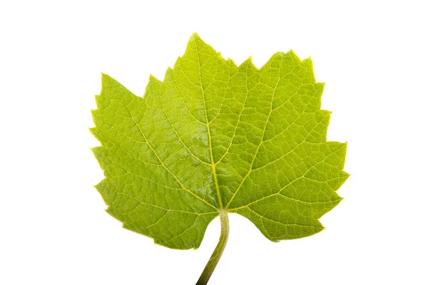 Young Vine Isolated White Background — Stock fotografie