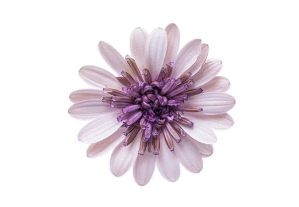 Osteosperumum Kwiat Daisy Izolowane Białym Tle Makro Zbliżenie — Zdjęcie stockowe