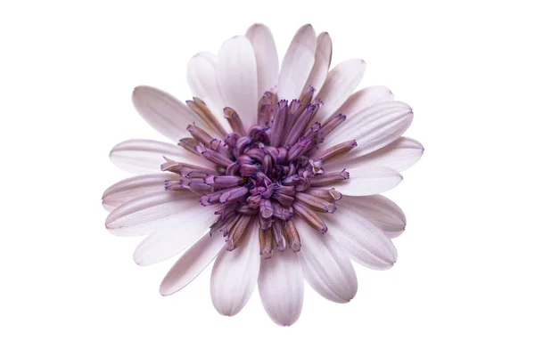Osteosperumum Kwiat Daisy Izolowane Białym Tle Makro Zbliżenie — Zdjęcie stockowe