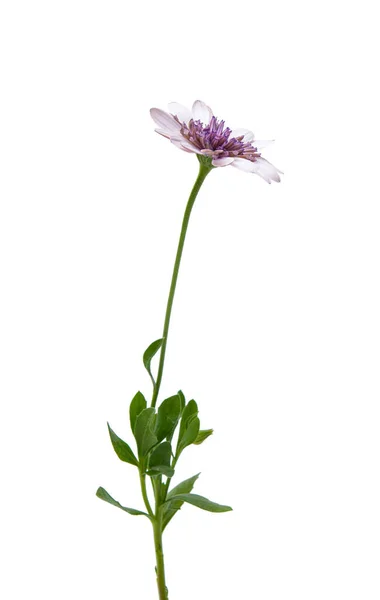 Osteosperumum花デイジー白の背景に隔離されました マクロの閉鎖 — ストック写真
