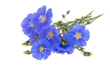 Beyaz arka plan üzerinde izole keten çiçek