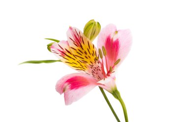 Beyaz arkaplanda yalıtılmış alstroemeria çiçeği