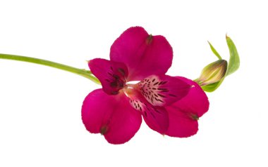 Beyaz arkaplanda yalıtılmış alstroemeria çiçeği