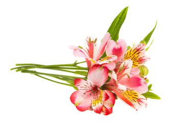 Beyaz arkaplanda yalıtılmış alstroemeria çiçeği