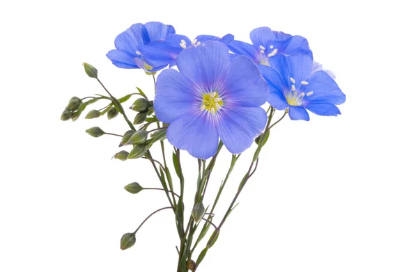 Flax Flower Isolated White Background — Stock Photo, Image