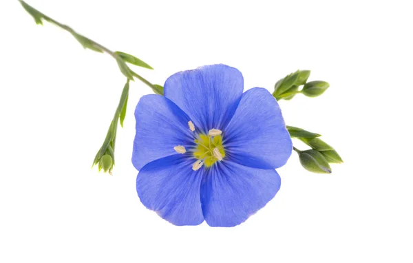 Flax Flower Isolated White Background — Stock Photo, Image