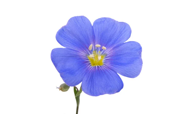 Flax Flower Isolated White Background — Stock Photo, Image