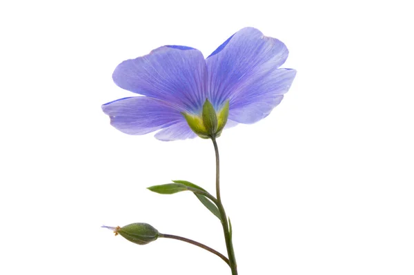 Flax Flower Isolated White Background — Stock Photo, Image