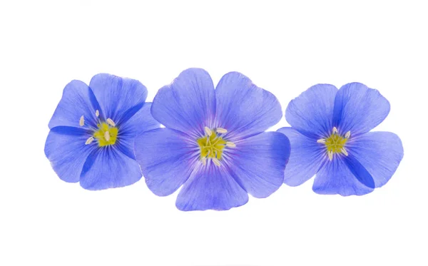 Flax Flower Isolated White Background — Stock Photo, Image