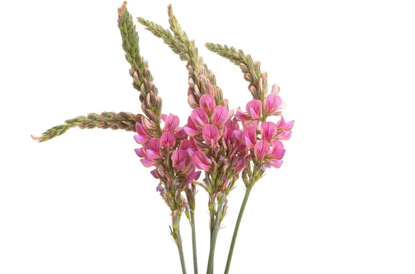 Flores Frijol Pradera Aisladas Sobre Fondo Blanco — Foto de Stock