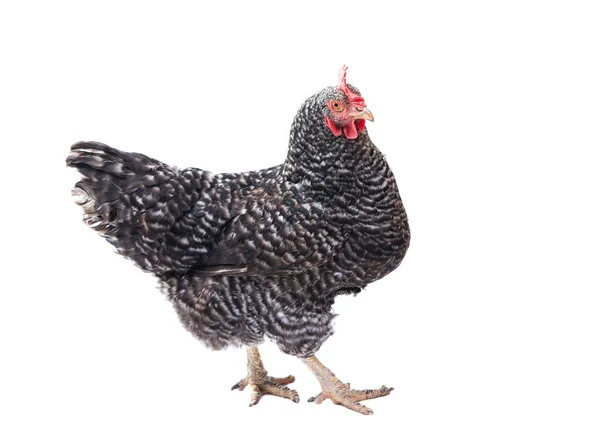 Kurczak Izolowany Białym Tle — Zdjęcie stockowe