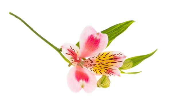 Alstroemeria Bunga Diisolasi Pada Latar Belakang Putih — Stok Foto