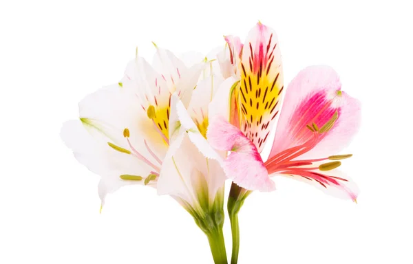 Alstroemeria Flower Isolated White Background — Stock Photo, Image