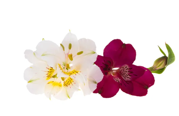 Alstroemeria Květiny Izolované Bílém Pozadí — Stock fotografie