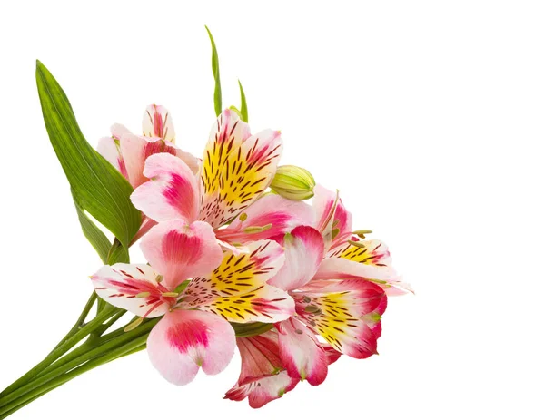 Alstroemeria Bunga Diisolasi Pada Latar Belakang Putih — Stok Foto