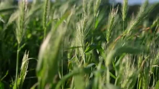 Rogge Een Zonnige Dag Het Veld Stockvideo