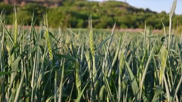 Centeno Día Soleado Campo Video de stock libre de derechos