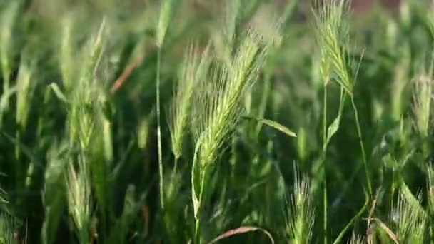 Centeno Día Soleado Campo Clip De Vídeo