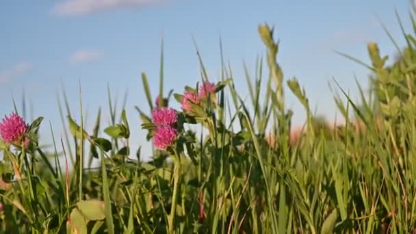 Blühender Klee Einem Sonnigen Tag Auf Dem Feld Lizenzfreies Stock-Filmmaterial