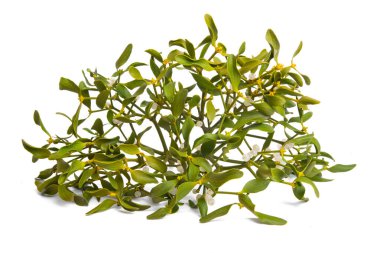 Beyaz arkaplanda izole edilmiş ökseotu dalı