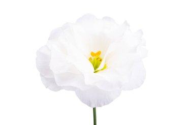 Beyaz arkaplanda izole edilmiş östoma çiçeği