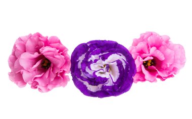 Beyaz arkaplanda izole edilmiş östoma çiçeği