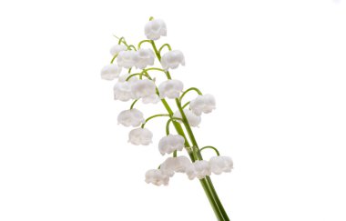 Nilüfer çiçekleri beyaz arka planda izole.