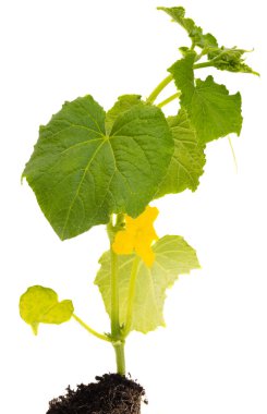 Beyaz arka plan üzerinde izole salatalık fide