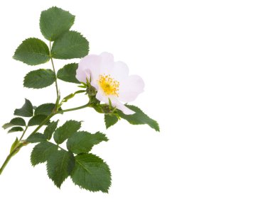 Kuşburnu gül beyaz arka plan üzerinde izole