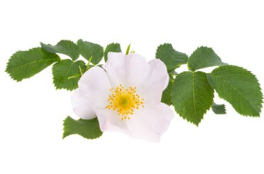 Kuşburnu gül beyaz arka plan üzerinde izole