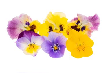 Beyaz arkaplanda izole edilmiş hanım evlatları